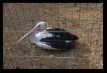 Pafos Zoo -30-05-2017 - Bogdan Balaban